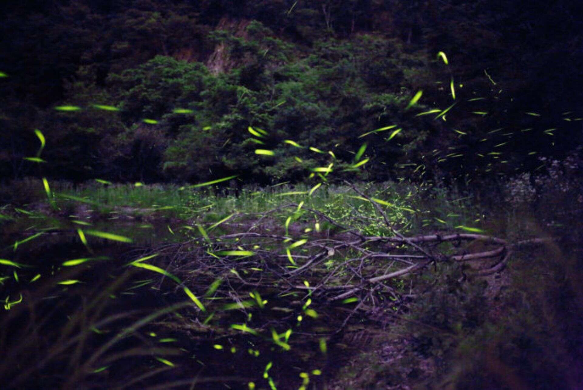 ou voir des lucioles au japon montagnes minami