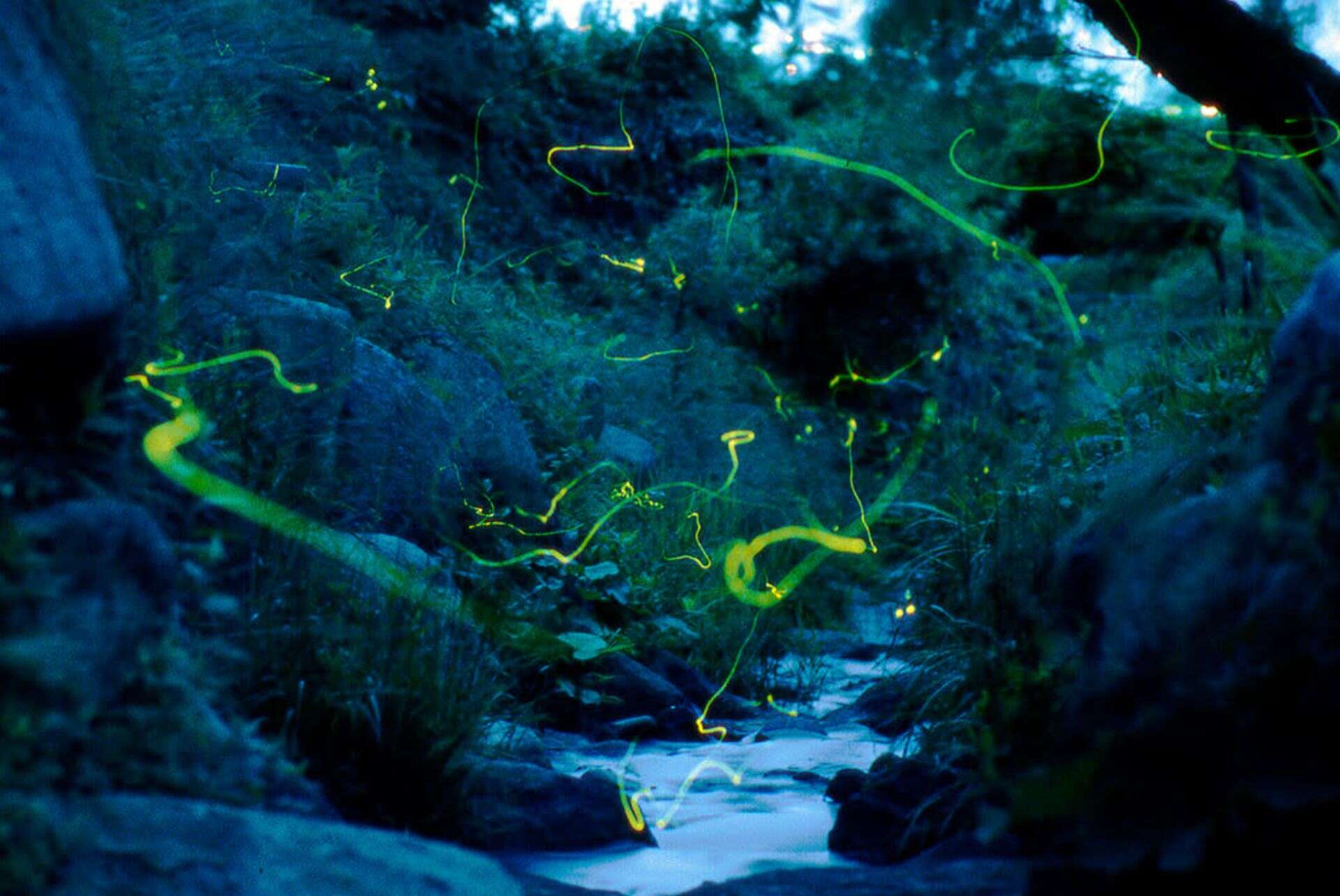 ou voir des lucioles au japon lucioles tsukiyono