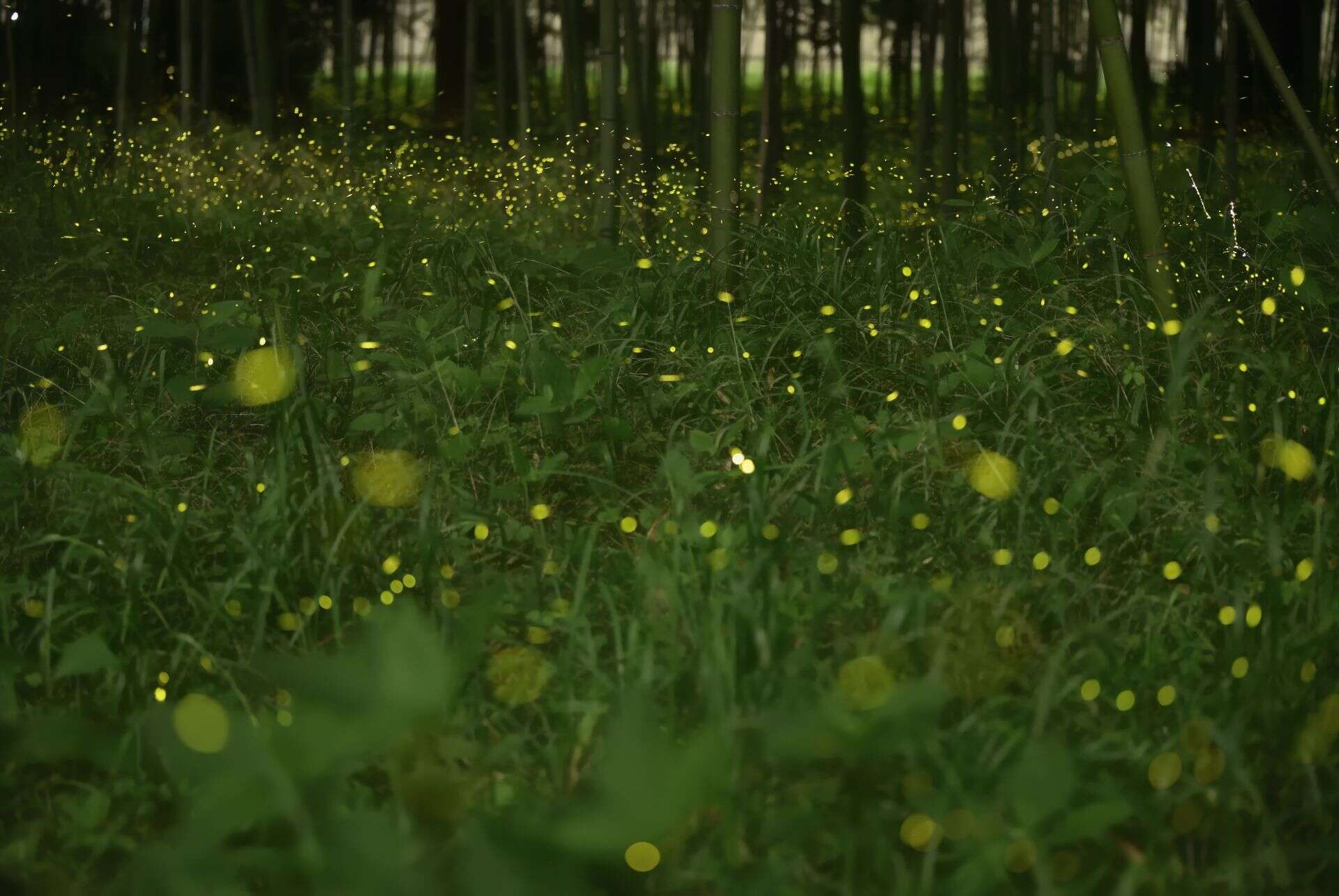 ou voir des lucioles au japon