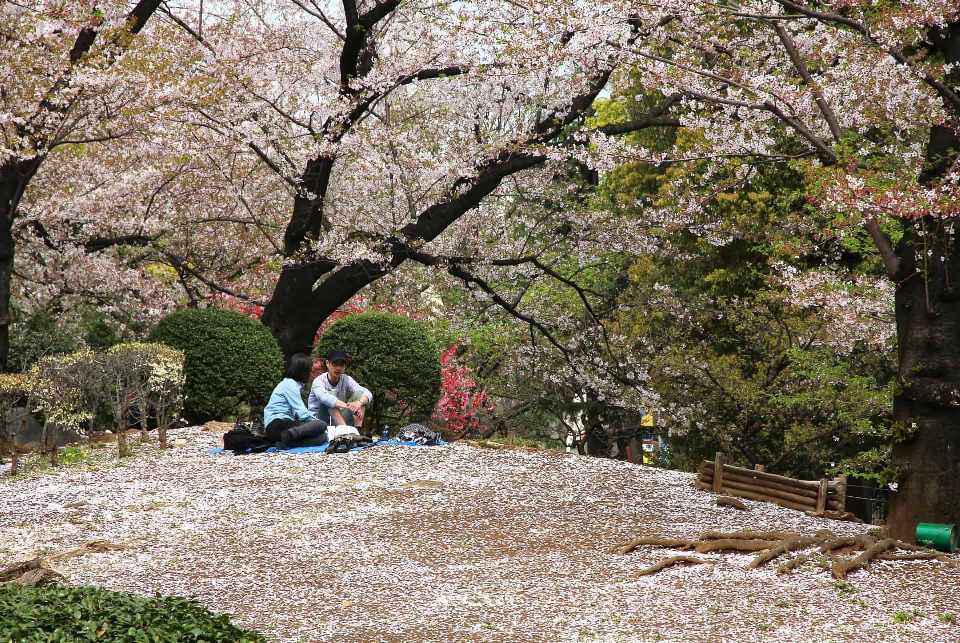 sumida parc hanami