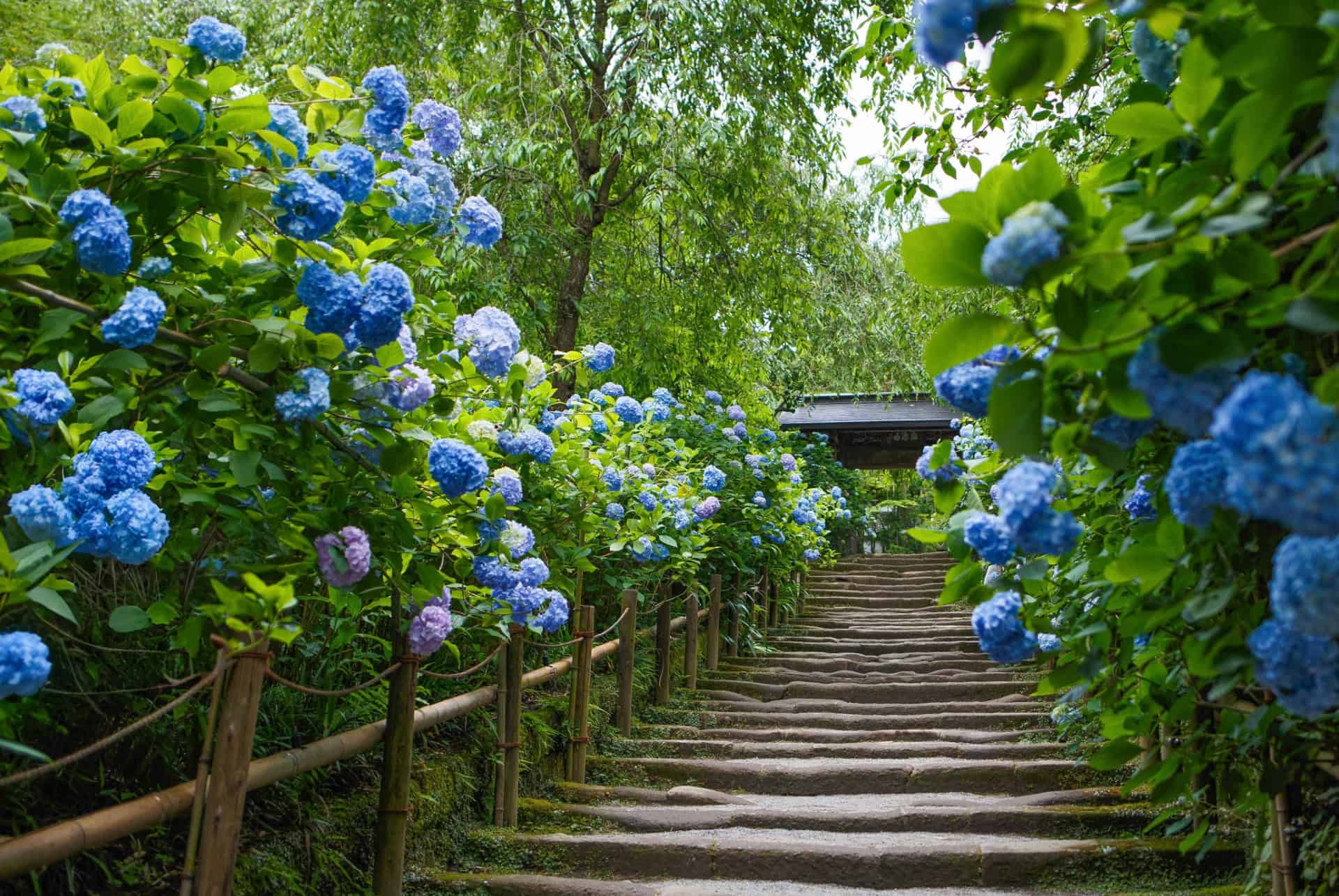 temple hydrangeas