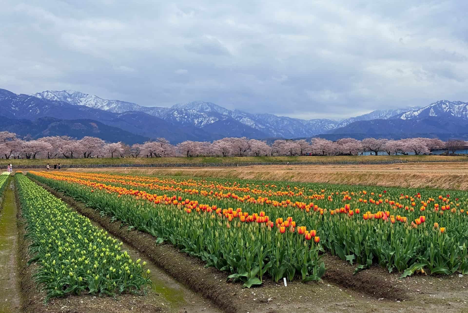 asahikawa au printemps