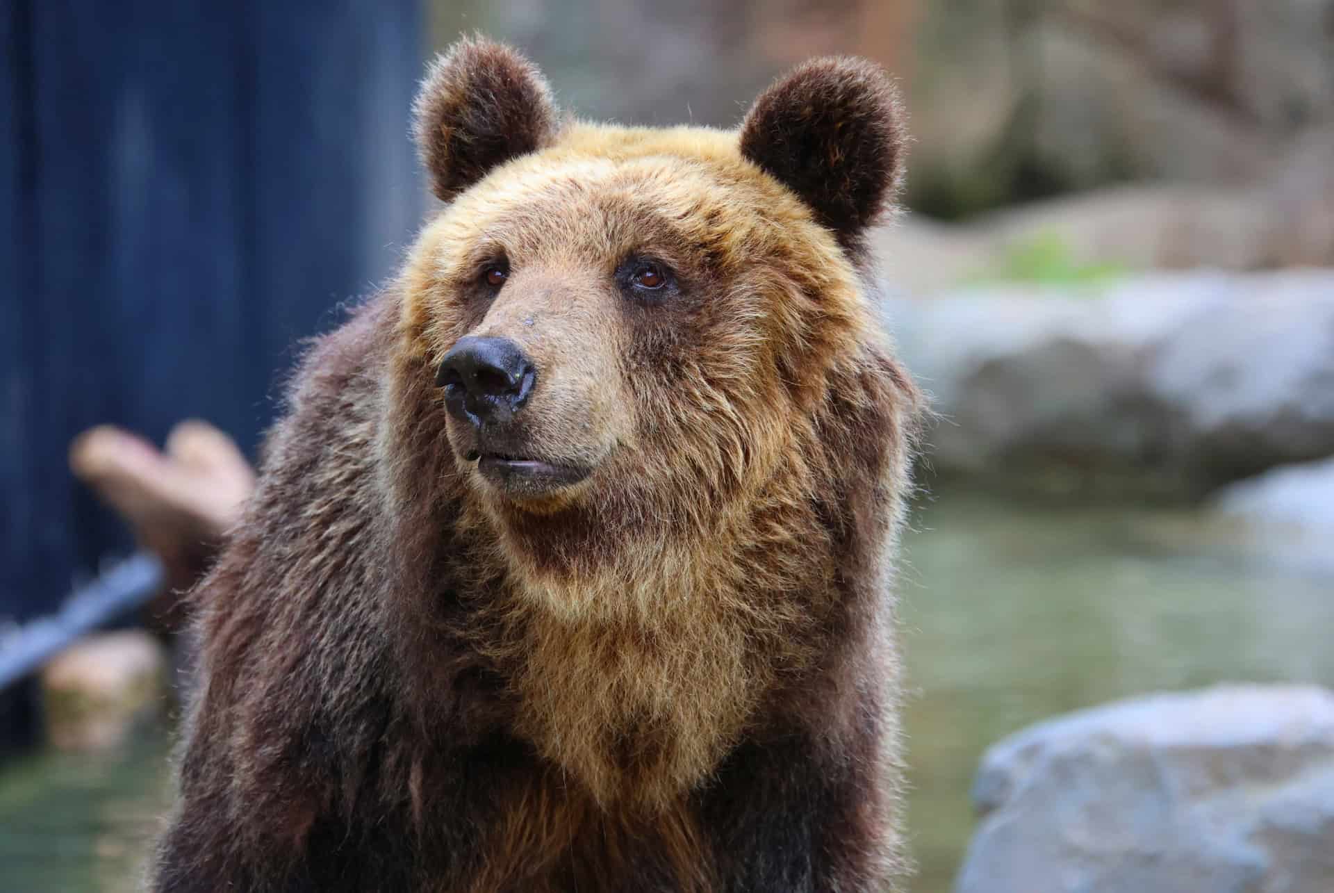 asahikawa visiter le zoo