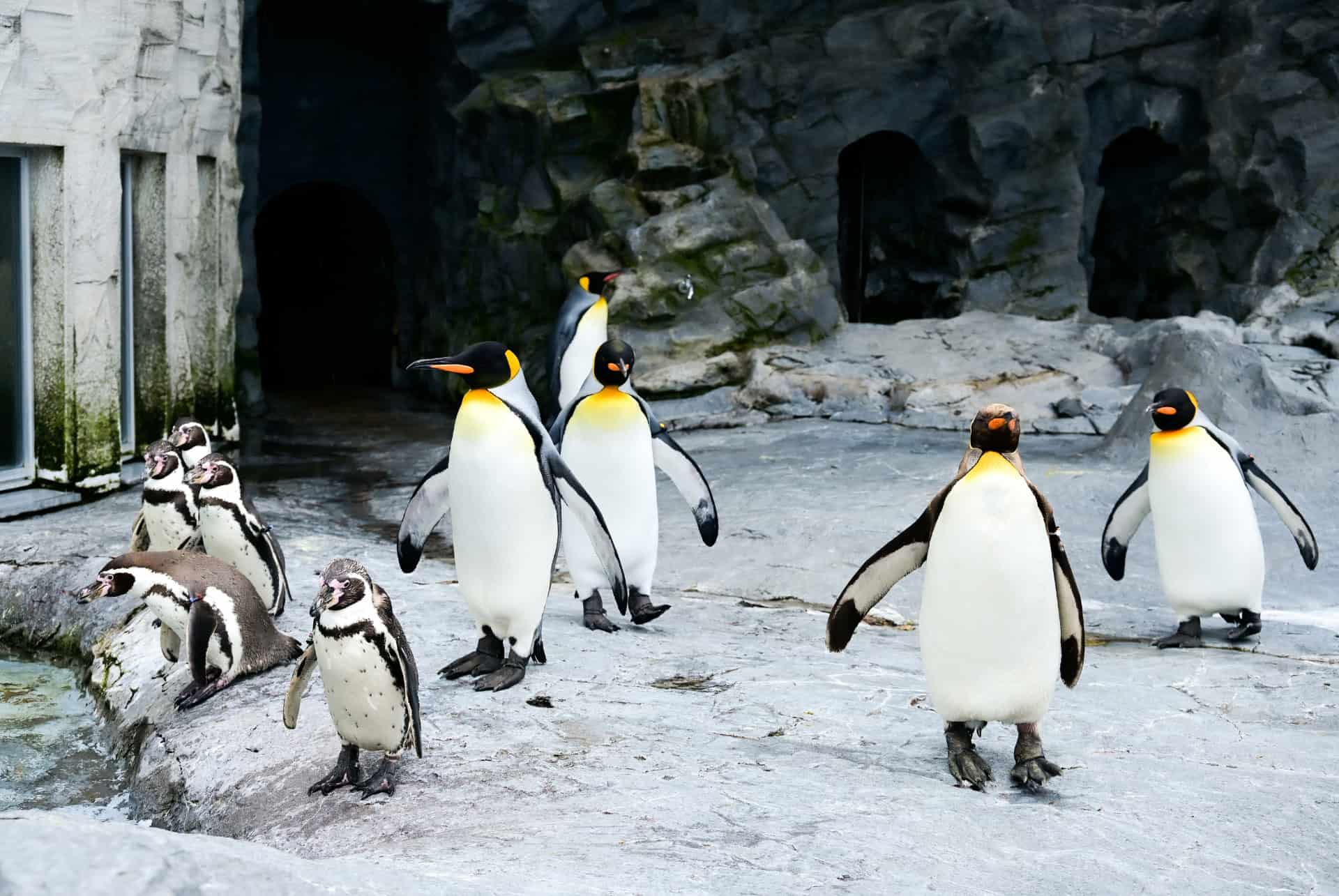 asahikawa zoo