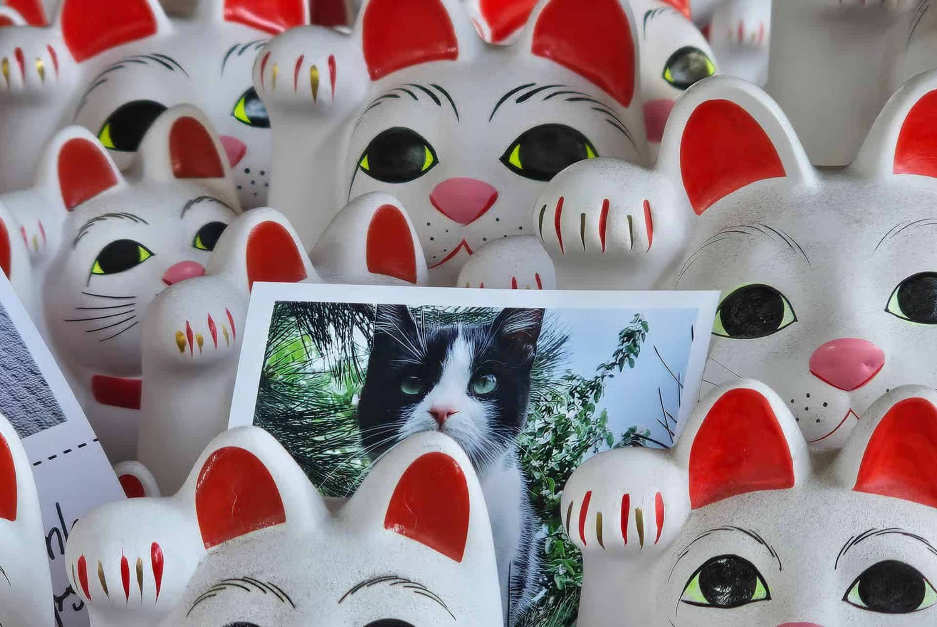 chats gotoku ji