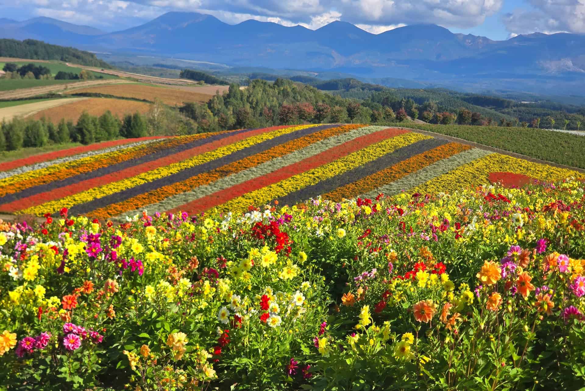 furano