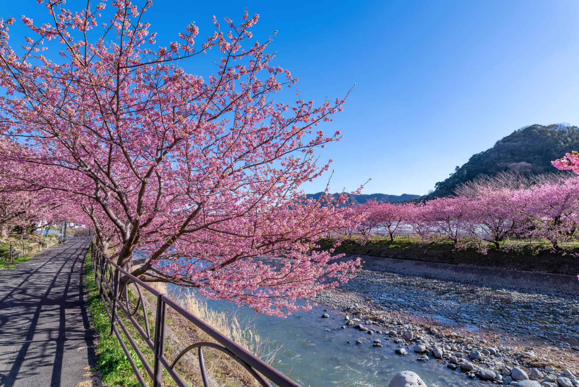 kawazu cerisiers
