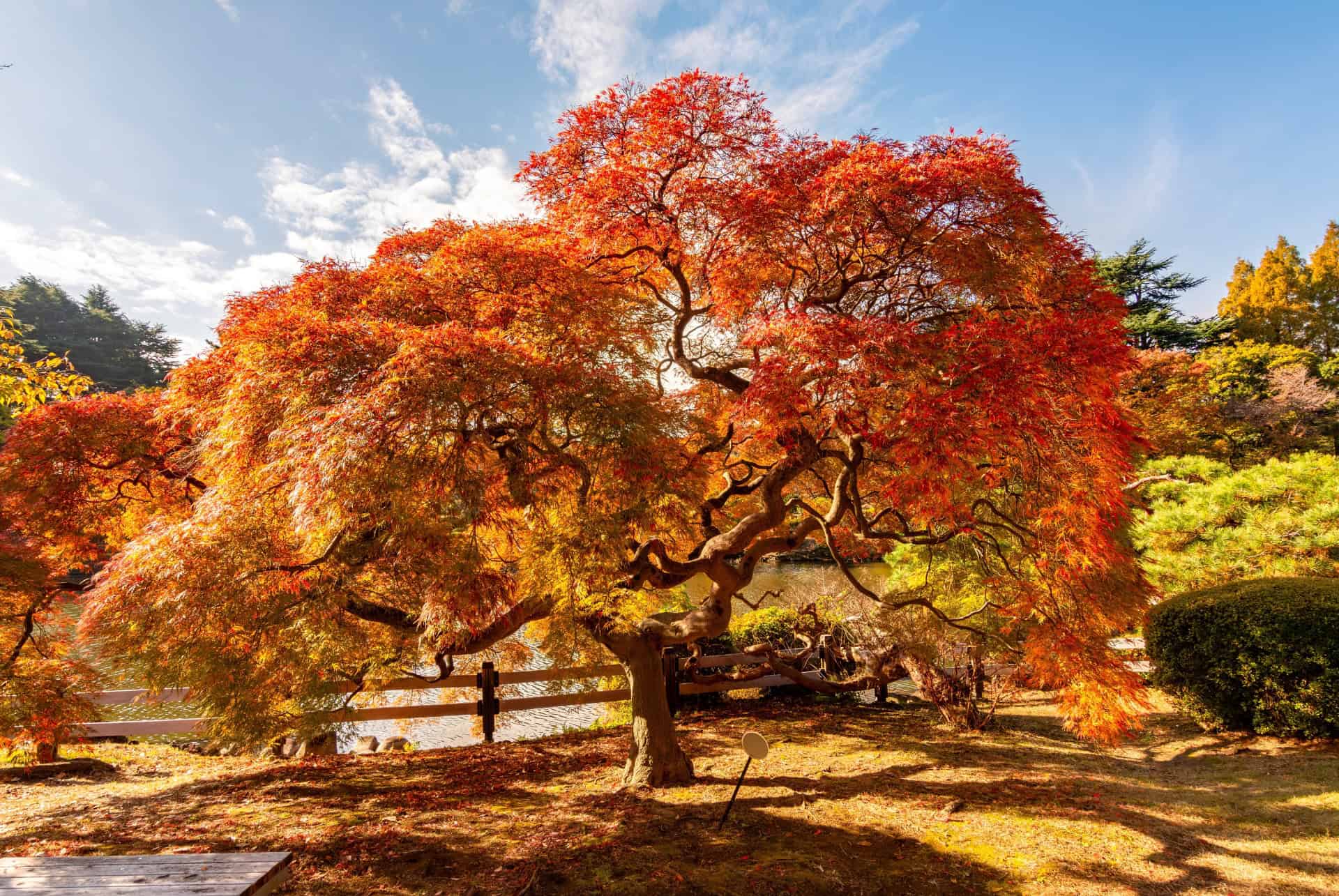 arbre shinjuku gyoen