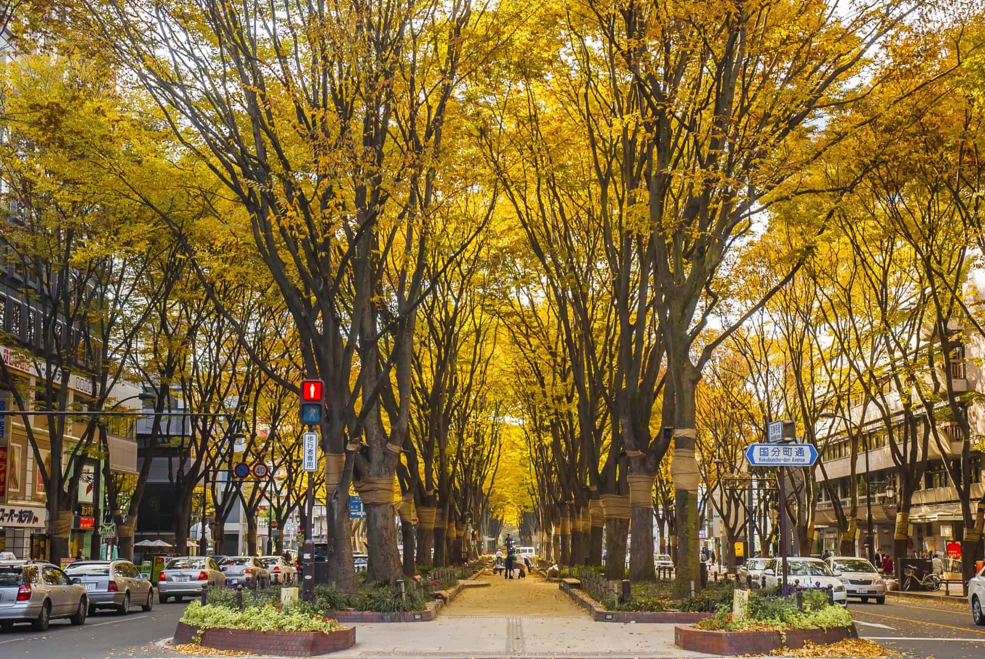 avenue jozenji-dori sendai avenue jozenji-dori sendai