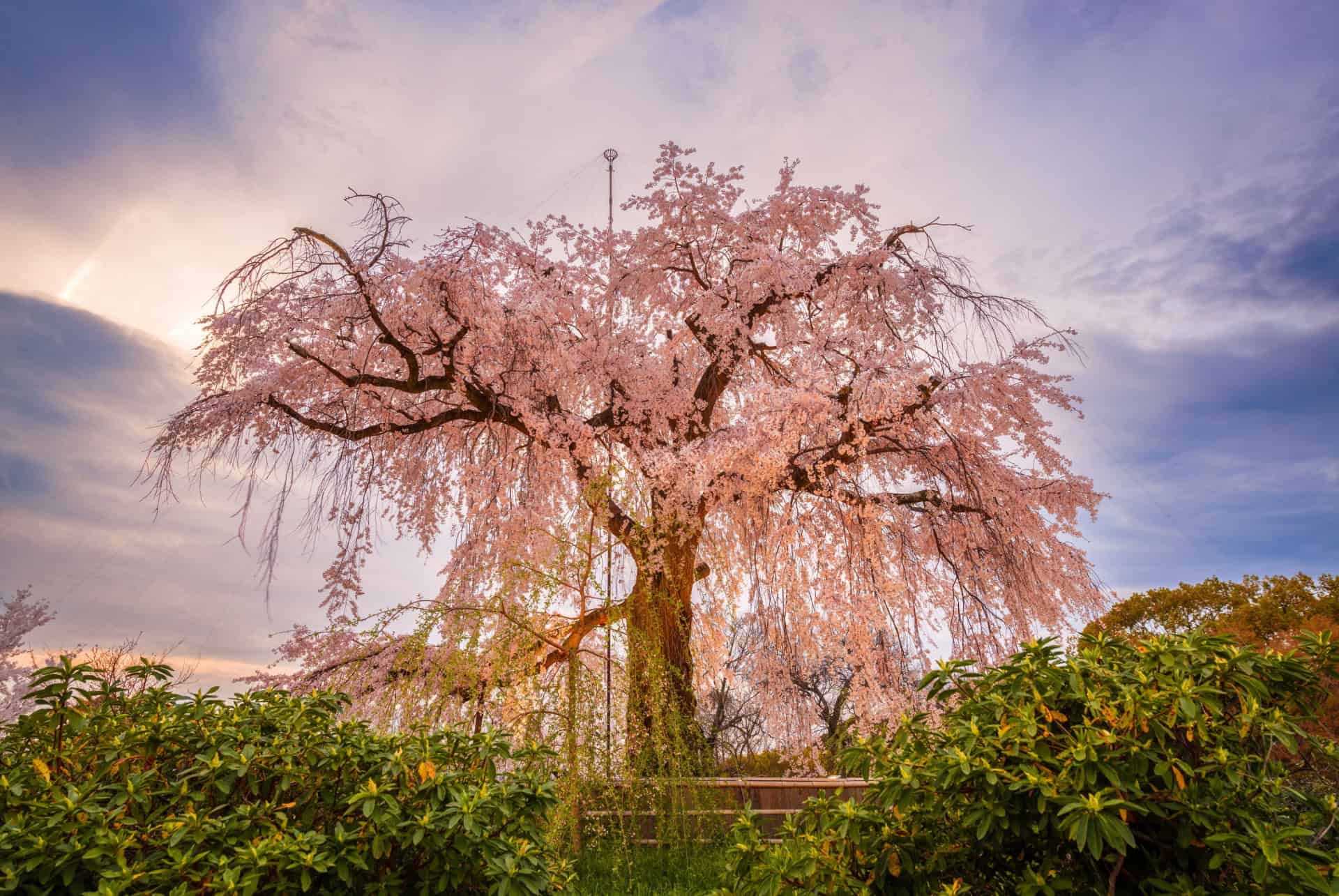 cerisier shidare-zakura parc maruyama cerisier shidare-zakura parc maruyama