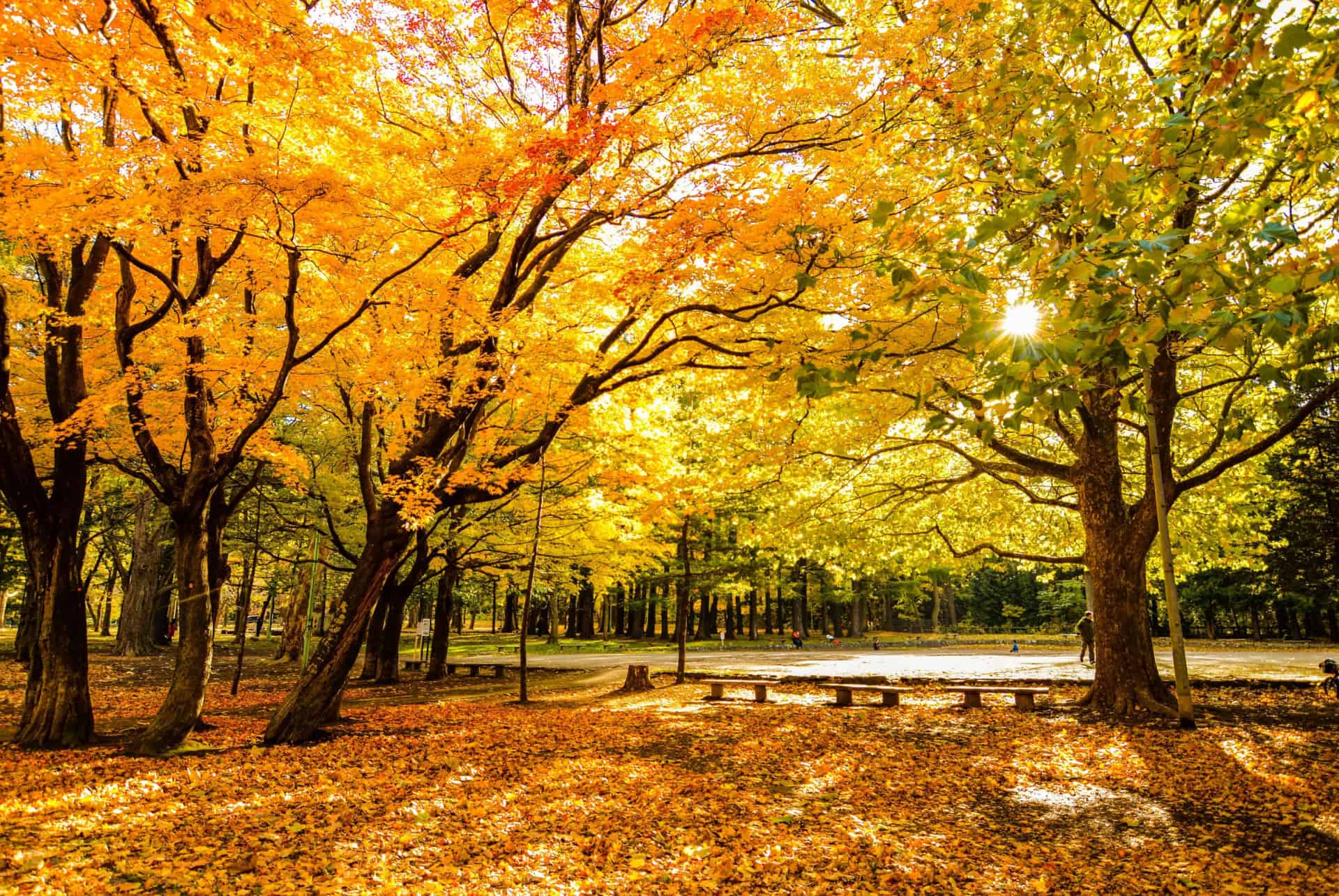 parc maruyama automne parc maruyama automne