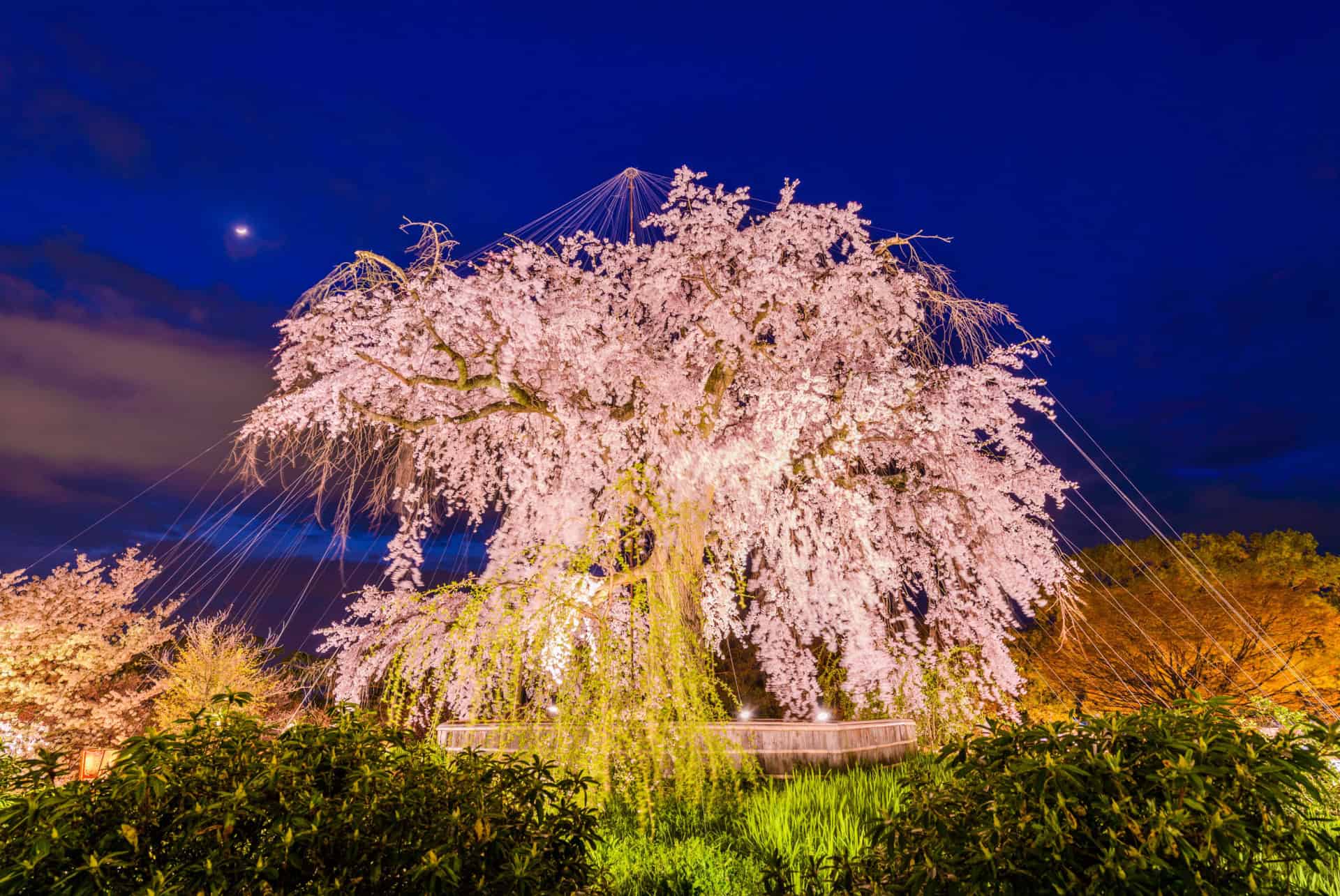 parc maruyama de nuit
