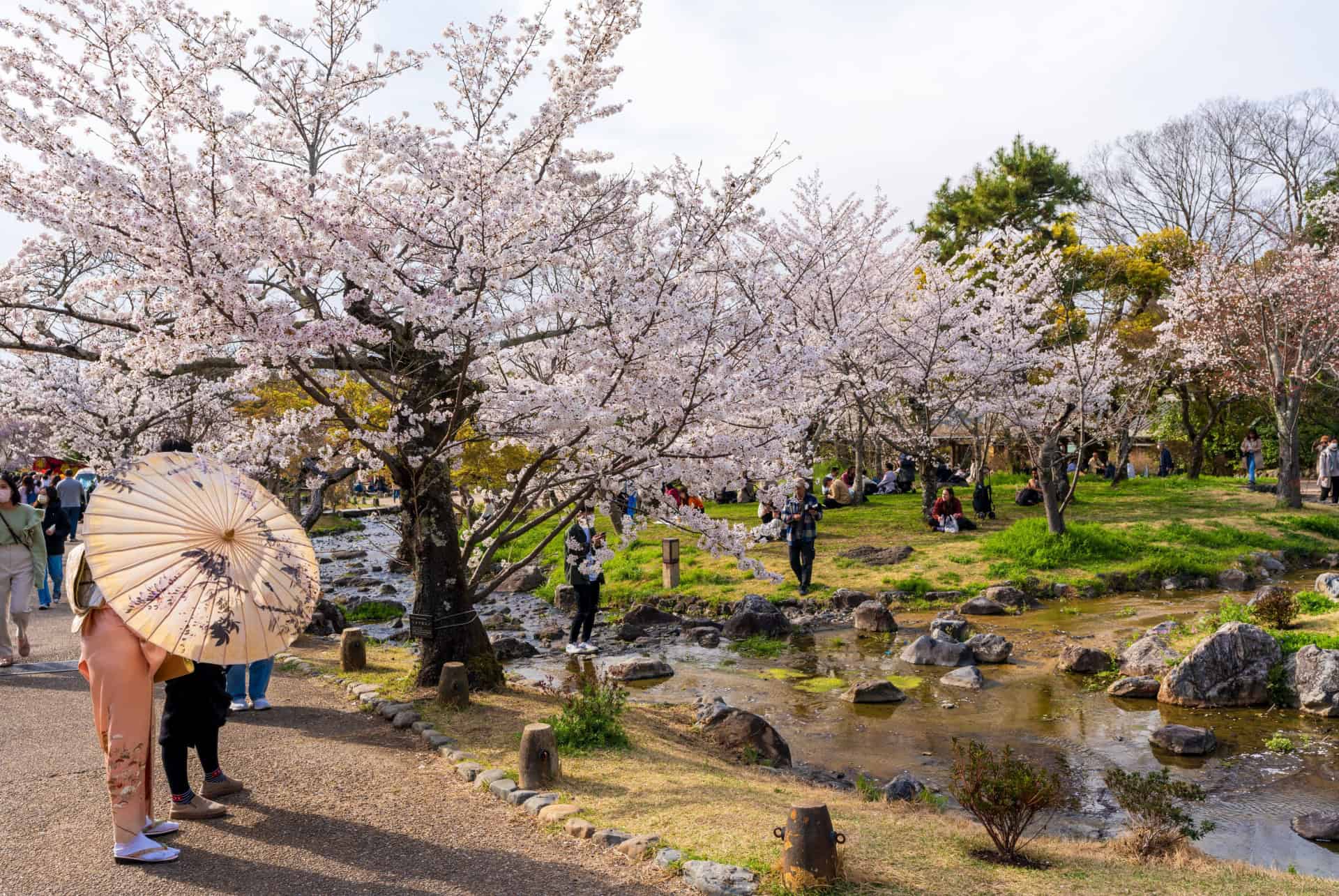parc maruyama printemps hanami parc maruyama printemps hanami